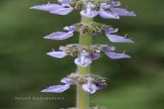 Plectranthus barbatus